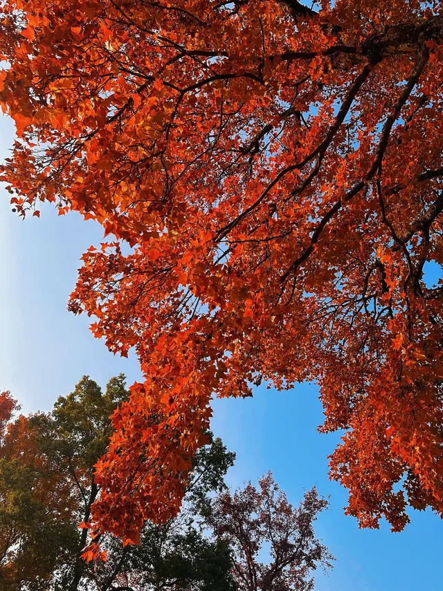 賞秋最美南京|鐘山風景區一天遊 賞秋最美南京|鐘山風景區一天遊