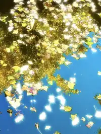 長沙賞秋超全攻略|看萬山紅遍,層林盡染