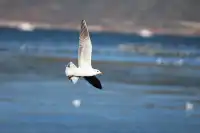 12月的洱海邊,彩林和海鷗也太配了吧