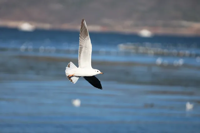 12月的洱海邊,彩林和海鷗也太配了吧 12月的洱海邊,彩林和海鷗也太配了吧