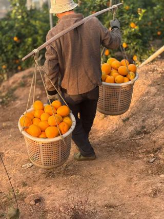 A must-read guide for orange lovers