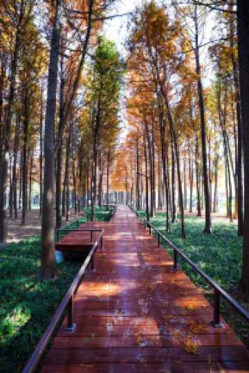 上海新的橫沔公園,開園3天遊客量破萬