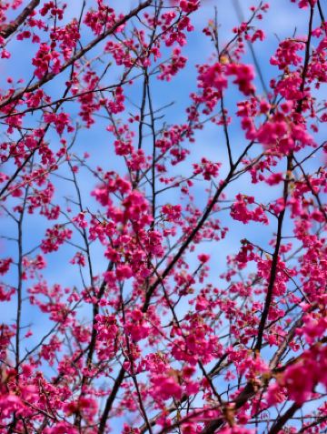 Сямэньская версия путеводителя по «Саду цветущей сакуры Юнфу»: познакомьтесь с розовой романтикой под храмом Булгукса.