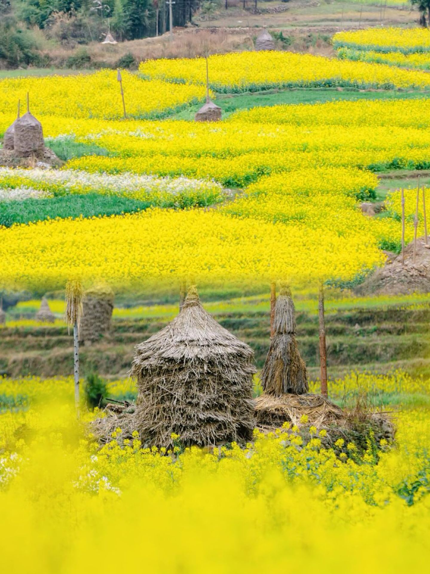Escape to this pure land! Just a 1-hour drive from Guiyang to a hidden gem