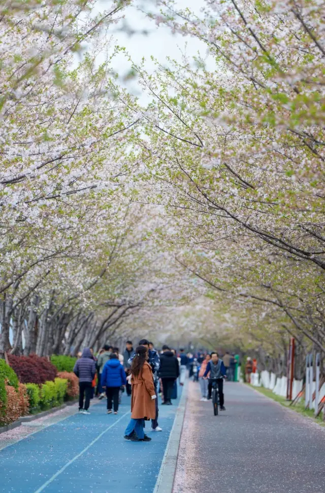 Cherry Blossom Avenue by the Qiantang River in Hangzhou: A Beautiful Sea of Flowers