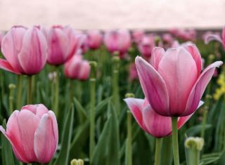 ลานวัฒนธรรมและกีฬาหมู่บ้านซุยเป่ย | จุดชมวิวสำหรับการถ่ายภาพที่แสดงให้เห็นถึงวิถีชีวิตและวัฒนธรรมท้องถิ่นของหมู่บ้านโบราณหยางหมิง