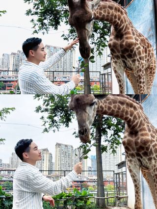 5.1절 샤먼 탈출 | 현실판 기린 동화 농장으로 뛰어들다
