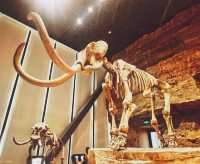 中國古動物館*天花板遛娃聖地