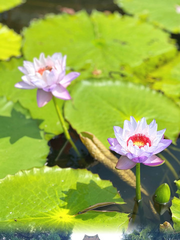 蓮花山｜蓮の楽園撮影ガイド | Trip.com 深セン