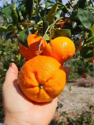 0元衝進Temecula果園！這個週末摘到手軟