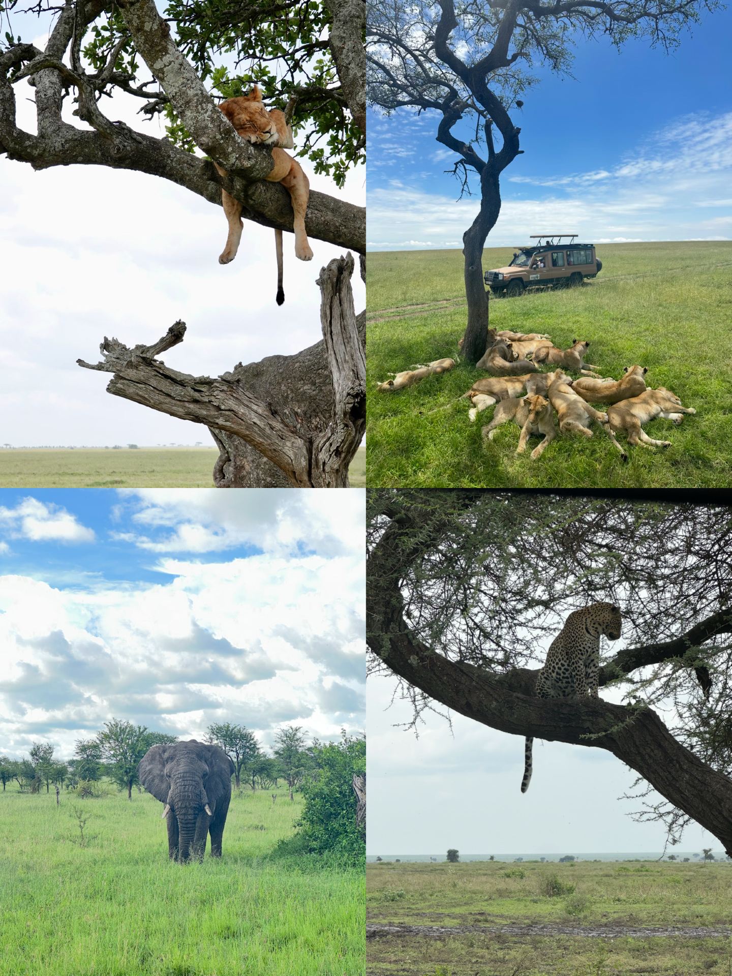Serengeti | Witness the epic of life on the East African savanna