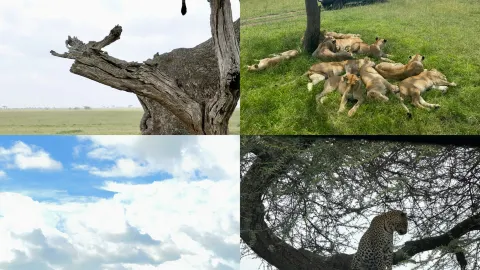 เซเรนเกติ | ร่วมเป็นสักขีพยานในมหากาพย์แห่งชีวิตบนที่ราบแอฟริกาตะวันออก — traveler post in อรุชา