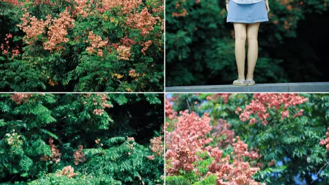 Quanzhou | Beneath the statue of a national hero, discover hillsides of pink goldenrain tree lanterns — traveler post in Quanzhou