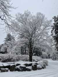 WINTER BIRTHDAY IN NAMI ISLAND