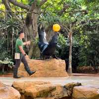 新加坡動物園 singapore zoo - 很適合小朋友去的景點