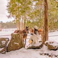❄️눈쌓인길 나무사이로 산책가능한곳 [제주, 샤이니숲길]🌲