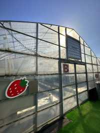 日本滋賀鹿深士多啤梨🍓園❤️