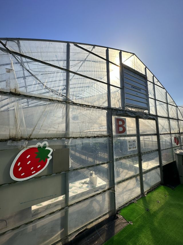 日本滋賀鹿深士多啤梨🍓園❤️