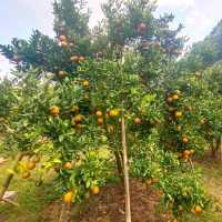 สวนส้มชไมพร🍊🍊