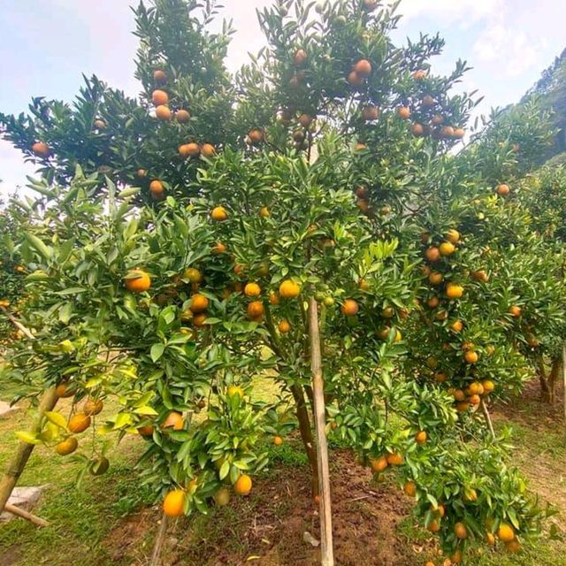 สวนส้มชไมพร🍊🍊