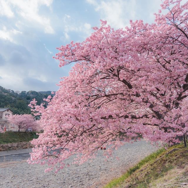 Kawazu Sakura 🌸