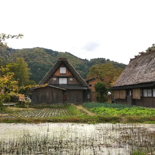 日本中部白川鄉