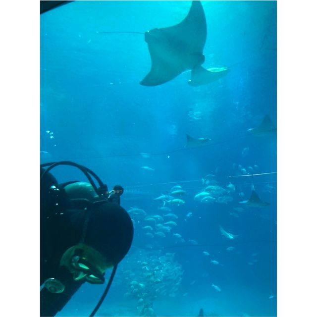 イトマキエイの観察ができるのは世界中探しても海遊館のみ！