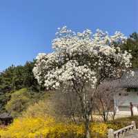 대전여행:: 봄꽃 가득한 우암사적공원🌸