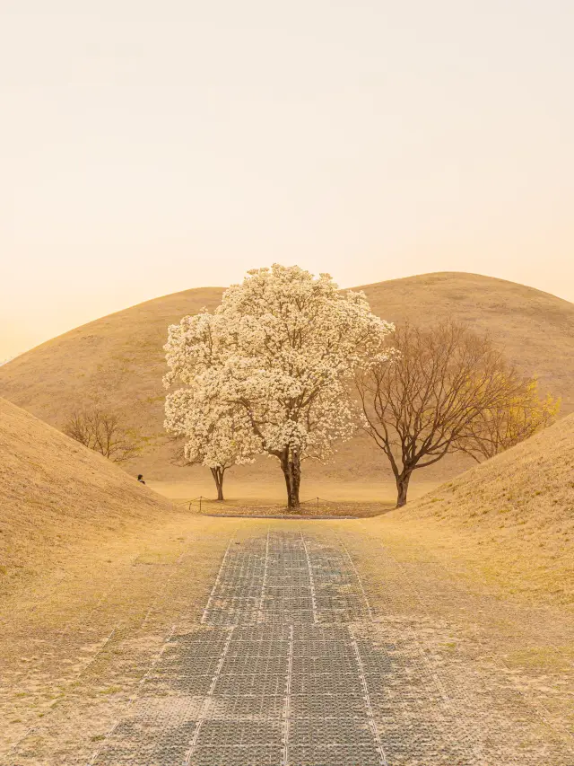 🤍White spring flowers like egg shrimp chips [Gyeongju, Daereungwon]🤍