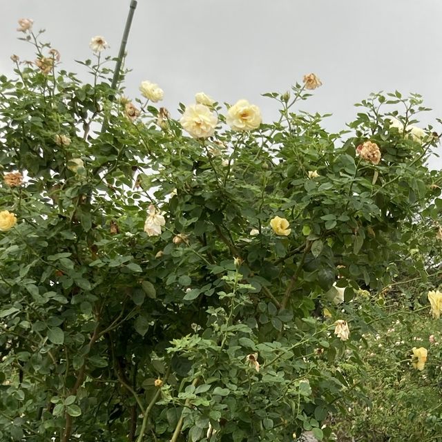 台北玫瑰園🌹