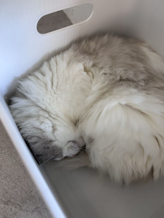 ［新竹/竹北］ 貓禾咖啡Maohecafe🐈🐈‍⬛｜這家貓貓超多啦!! 而且都超親人～ 