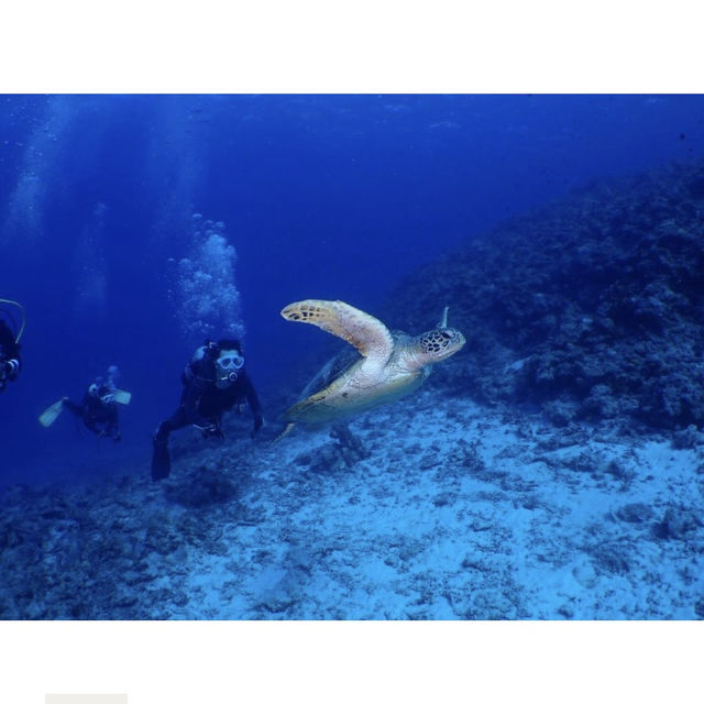 沖縄旅行　慶良間諸島ダイビング