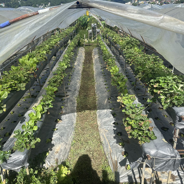 Strawberry - cool place 🥰