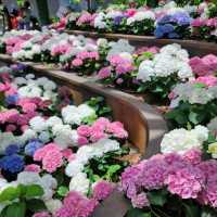 ชมดอกไม้เมืองหนาวที่ระยอง Miracle of Nature 2566