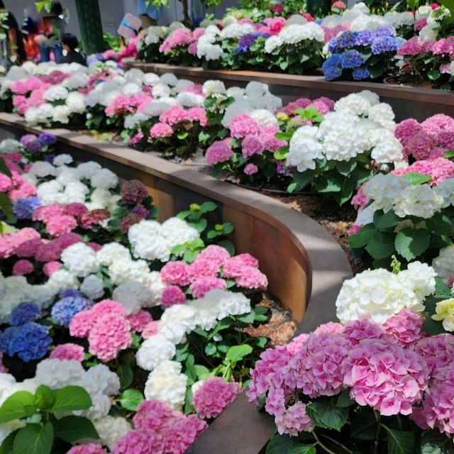 ชมดอกไม้เมืองหนาวที่ระยอง Miracle of Nature 2566