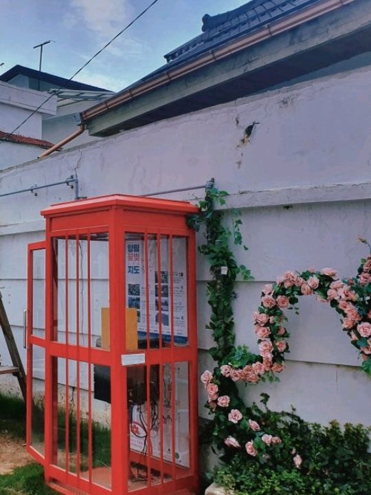 능소화 흐트러지게 핀 포토존