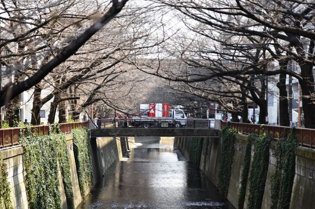 도쿄 벚꽃놀이 맛집, 나카메구로 中目黑