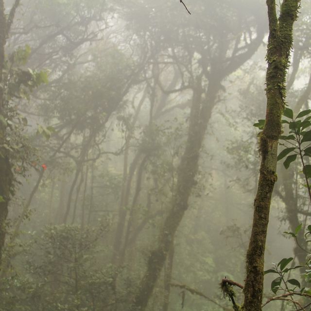 Experience the Mossy Forest 