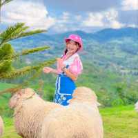 แลนด์มาร์คแห่งใหม่ ถ่ายรูปกับน้องแกะน่ารักๆบนดอย🐑🐏