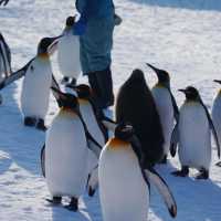 🐧❄️🎪旭山動物園～企鵝天堂🌟😄