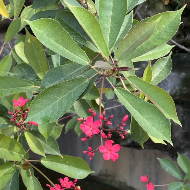 油嶺瑤寨 🏯🌄瑤族文化的奇妙🎎🌺