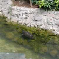 Manila Zoo