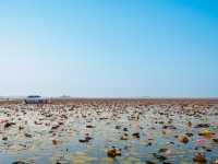 Red Lotus Lake, Udorn Thani - Unseen Thailand