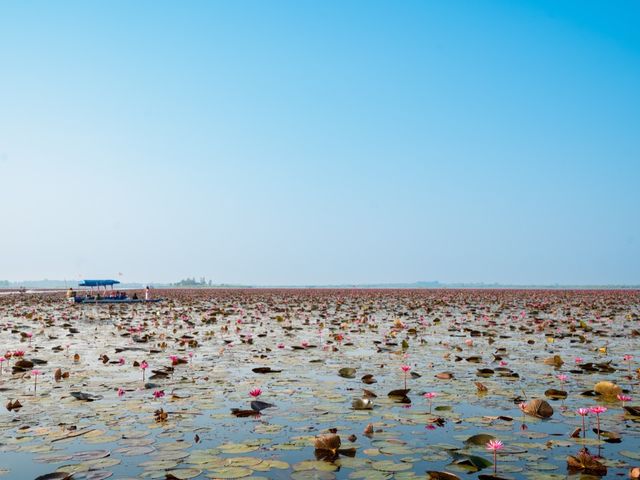 Red Lotus Lake, Udorn Thani - Unseen Thailand Red Lotus Lake, Udorn Thani - Unseen Thailand