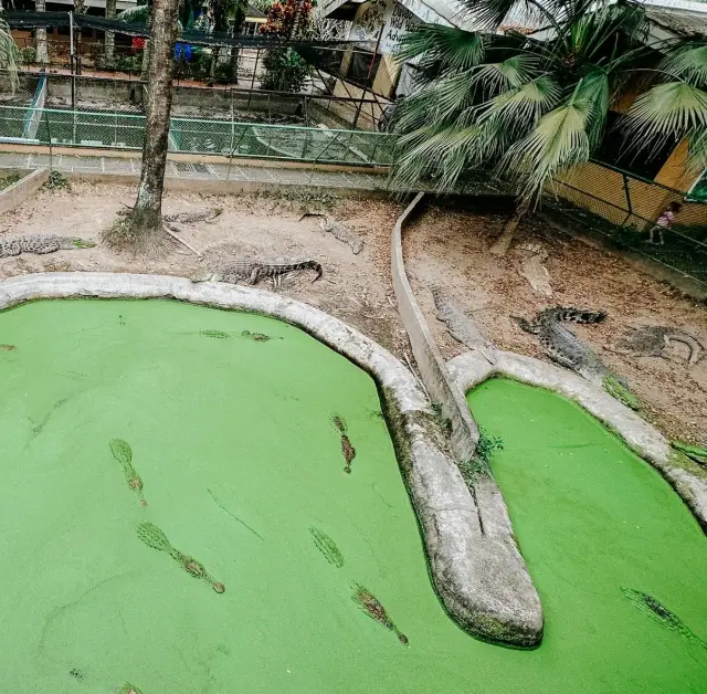 Davao Crocodile Park 🐊🐊🐊