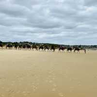 Relaxing camel ride on the dunes and the beach 