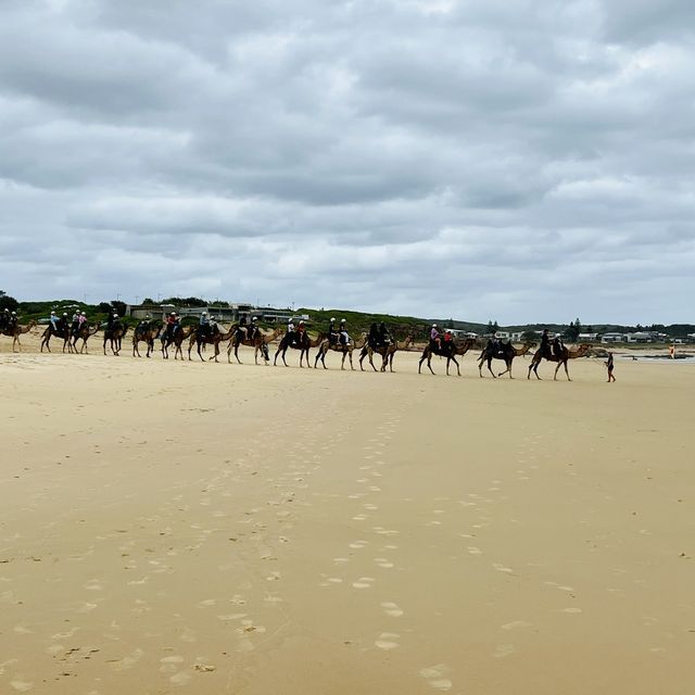 Relaxing camel ride on the dunes and the beach 