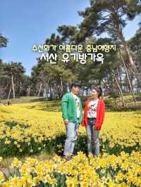 이제 곧 만개할 수선화천국💛서산 유기방가옥