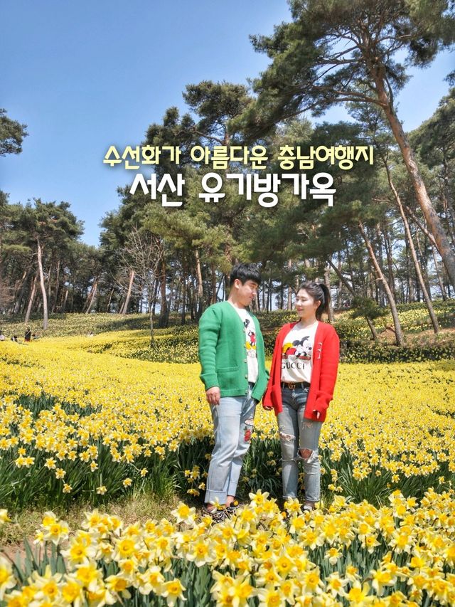 이제 곧 만개할 수선화천국💛서산 유기방가옥