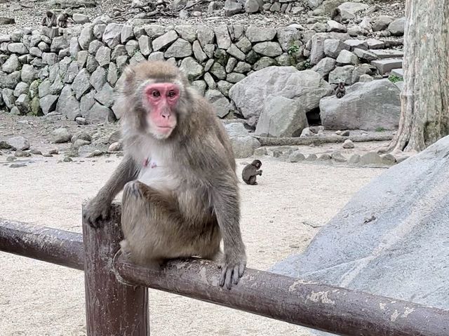 野生のサルを間近で見られる高崎山🐒